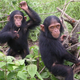 Image for article titled The man who tried to make human-ape hybrids